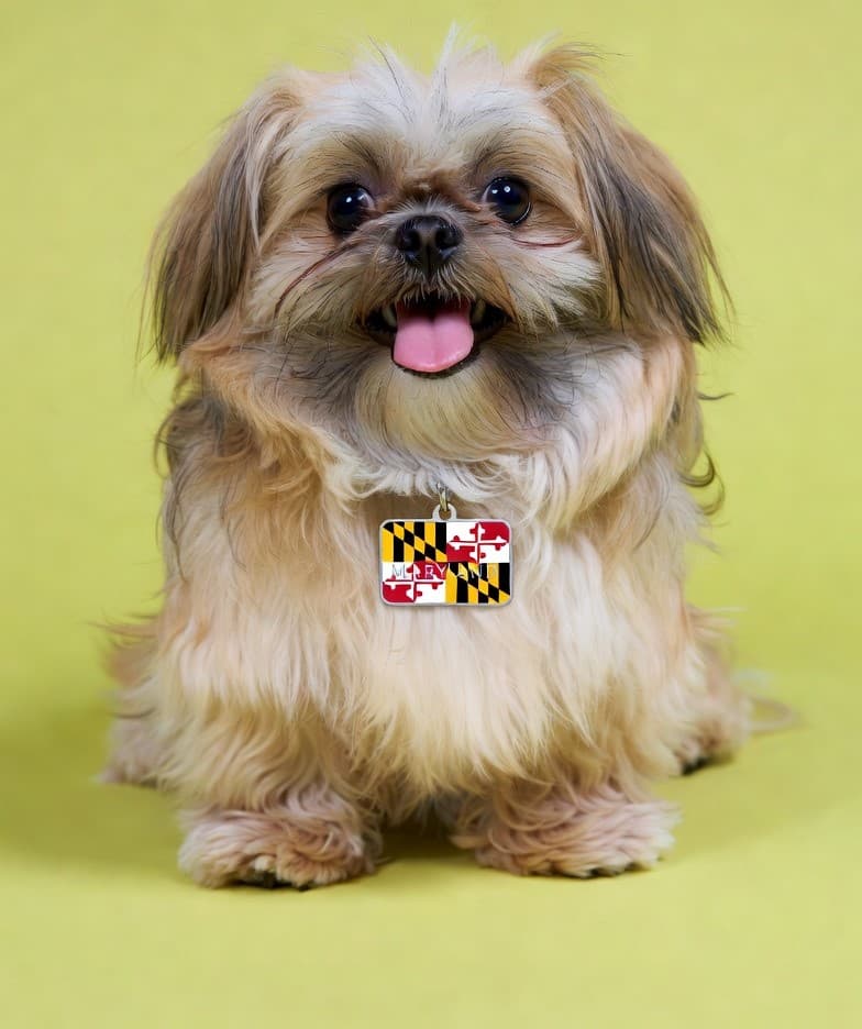Dog grooming in Maryland