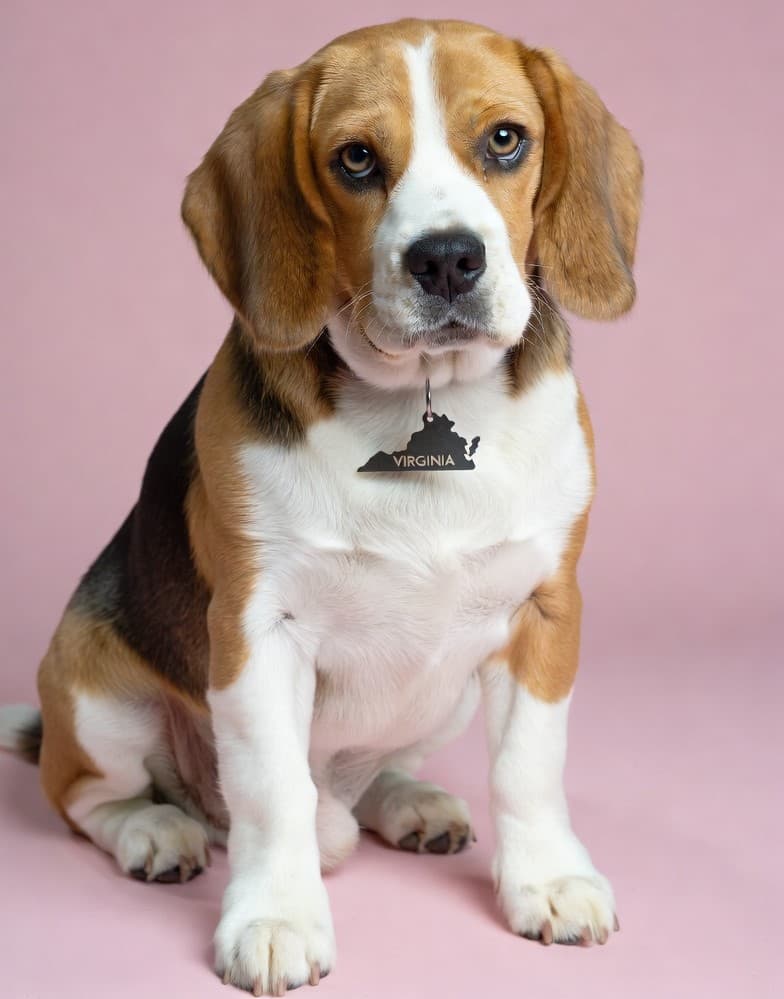 Dog grooming in Virginia