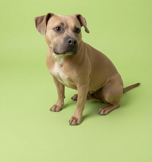 Pet groomer with happy dog — add your business to DogBaths.com