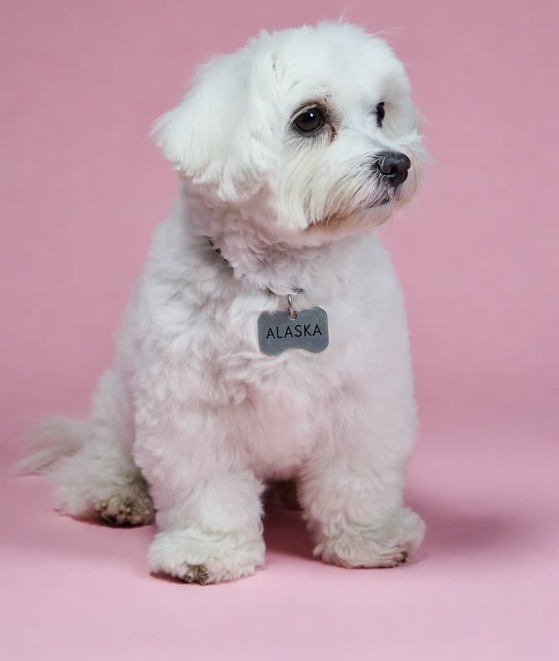Dog grooming in Alaska