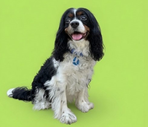 Professional pet groomer — DogBaths.com groomer business resources