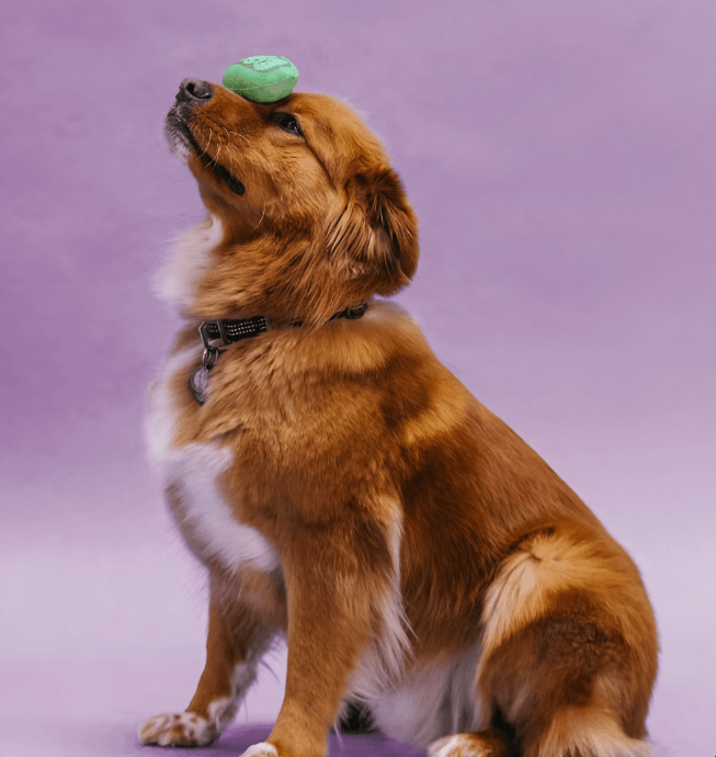 Dog at a pet grooming salon