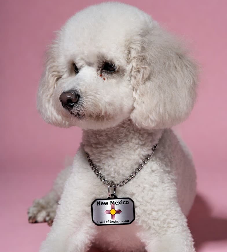 Dog grooming in New Mexico