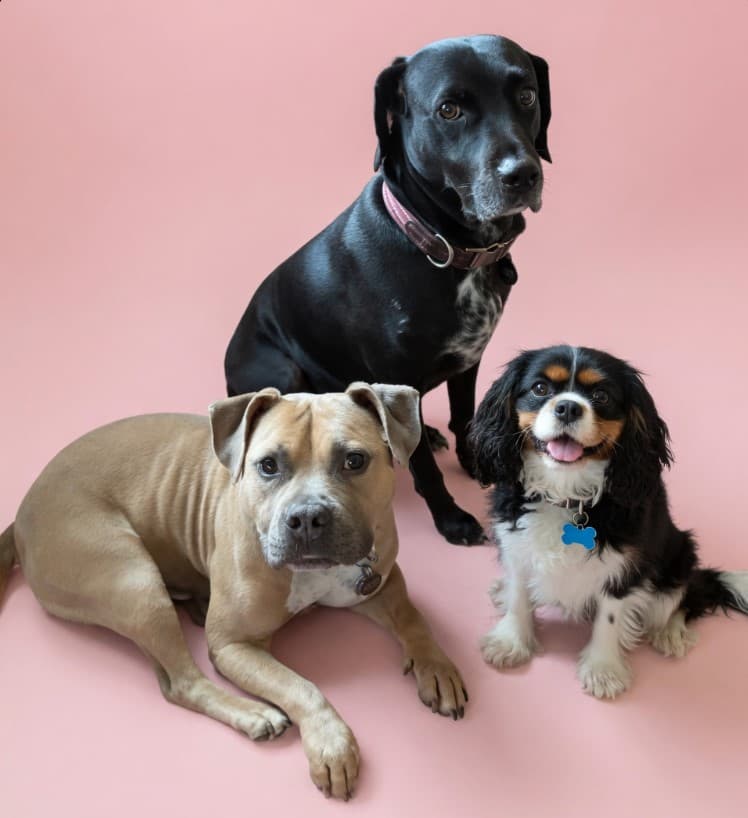 Dog grooming newsletter — DogBaths.com