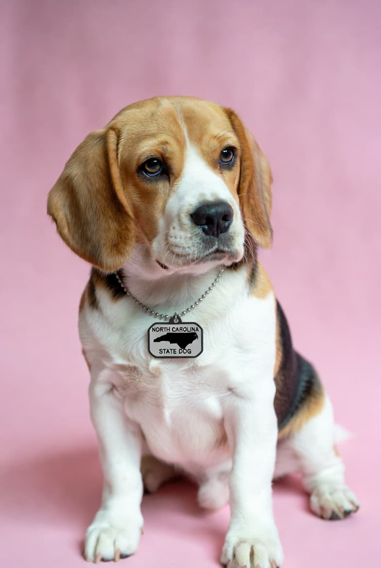 Dog grooming in North Carolina