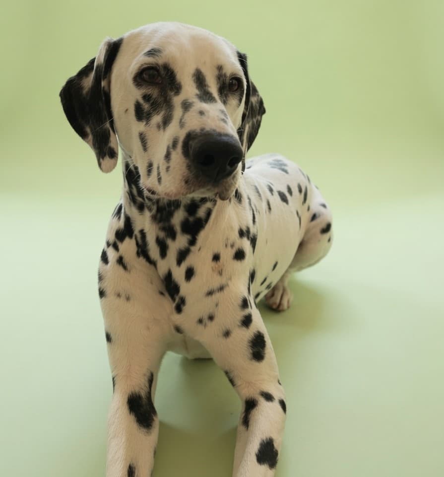Privacy policy — DogBaths.com