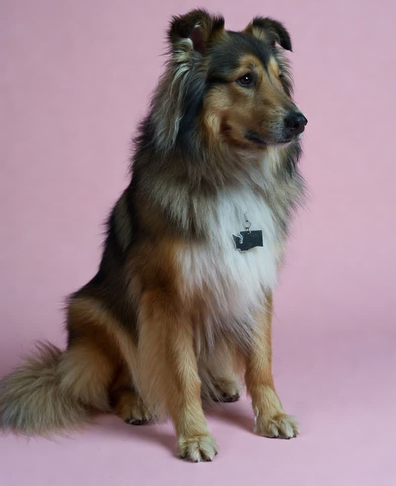 Dog grooming in Washington