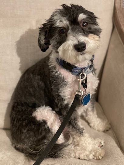 The Divine Canine, LLC