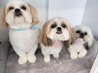 Trendy Tails Grooming LLC