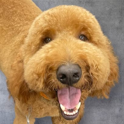 Dilworth Dog Grooming