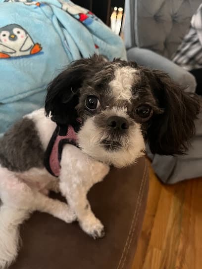 The Good Dog Spot Inc