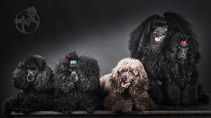 Primping Pooches & Cats