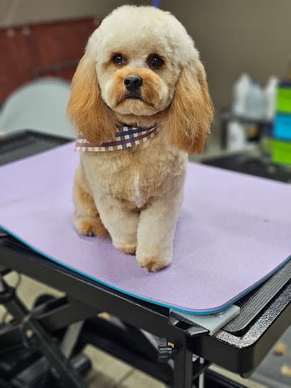 Buffalo Heart Dogs Grooming Studio
