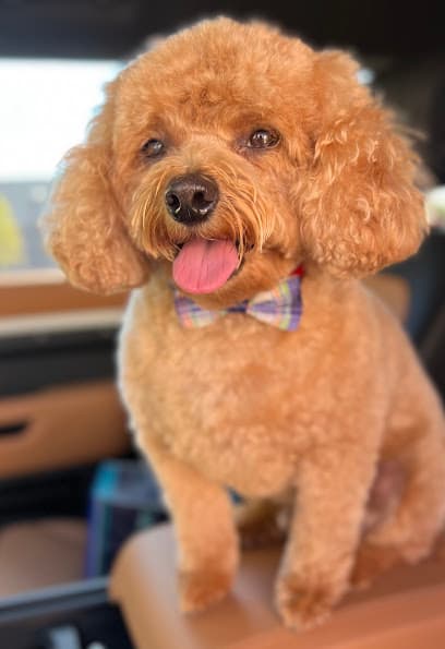 Ruff-Alo Doggie Spa