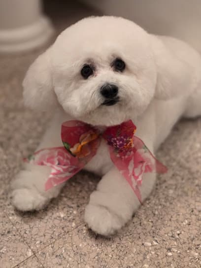 Groomer at Home