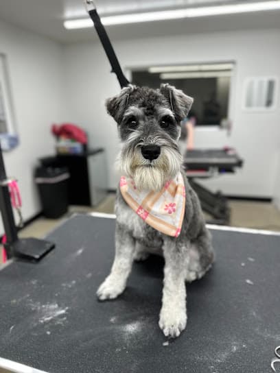 Elevate Canine Kutz
