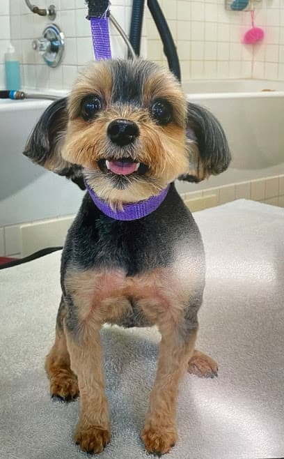 K9 Style Grooming