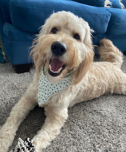 Golden Hour Grooming LLC