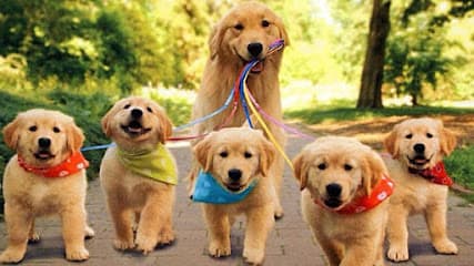 Royal Heirs Pet Spa, LLC