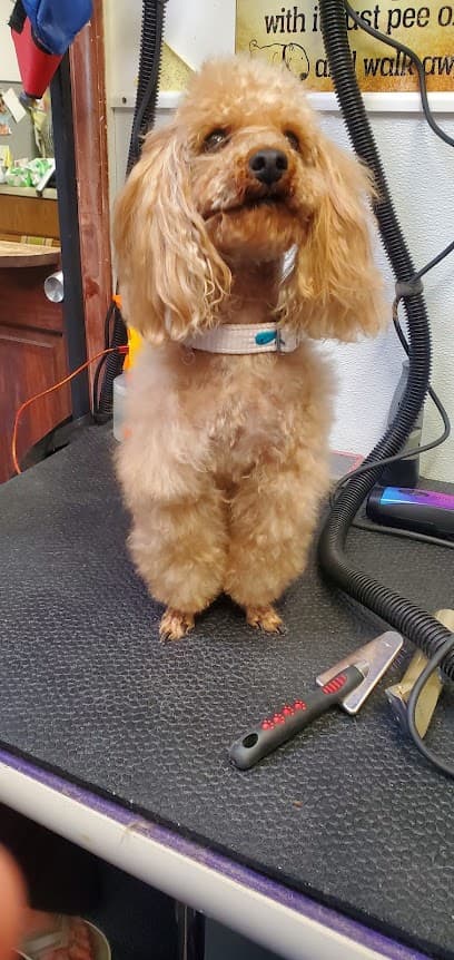 Affordable Grooming