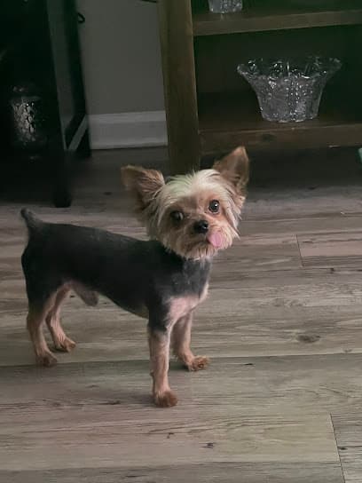 Sparky's Pet Salon
