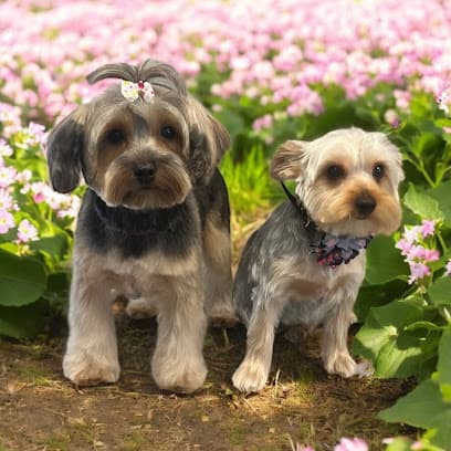 Baroness Pet Salon
