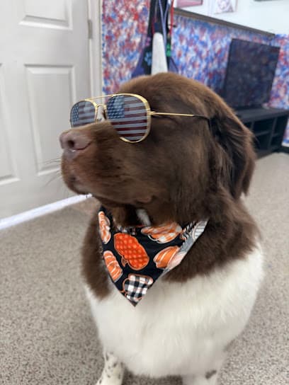 Paws and Stripes Pet grooming LLC