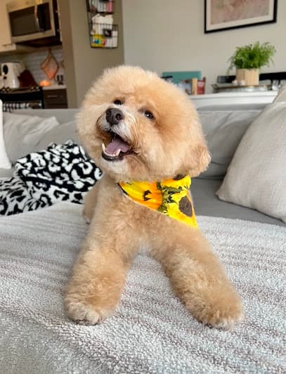 Happy Grooming
