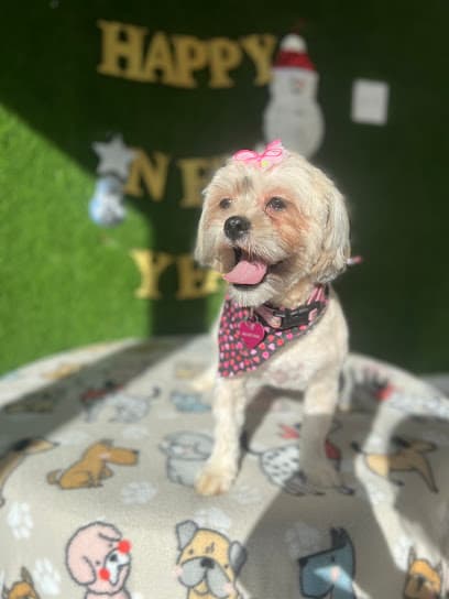 Pawtastic Cuts Salon Wethersfield