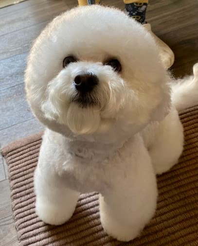 Good Dog Grooming