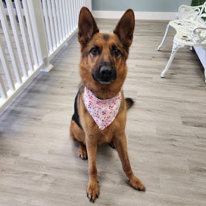 Pawlish N' Shine - Pet Grooming