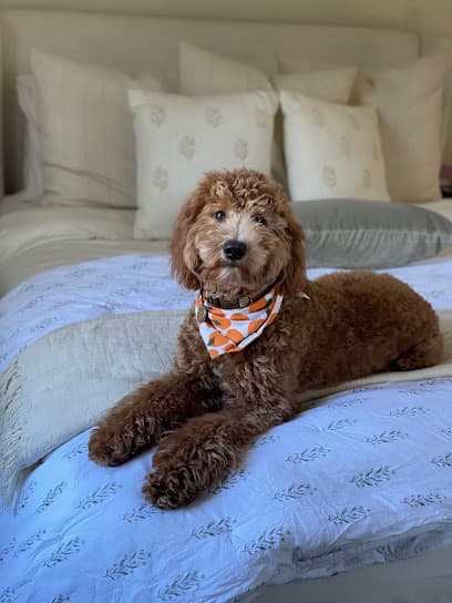 Amanda’s Dog Grooming