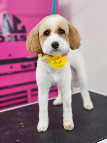 CosmoPAWlitan Pet Grooming Studio
