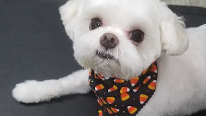 All Dogs Grooming Honolulu