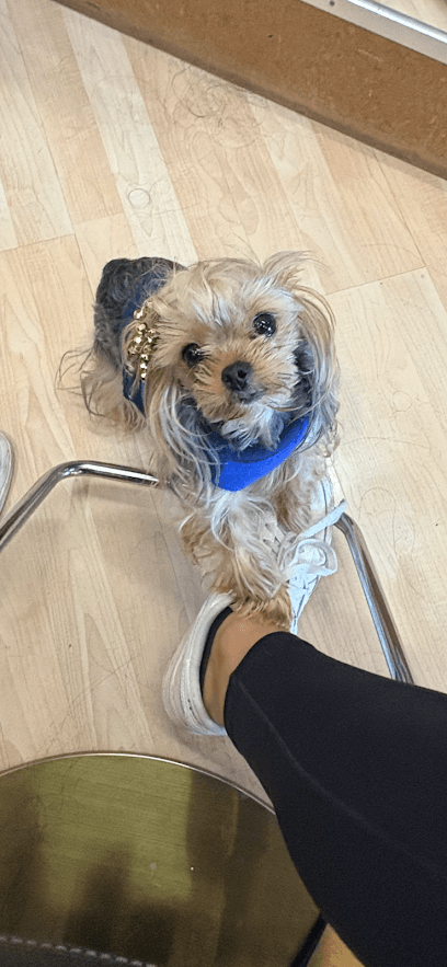 Tiffany's Dog & Cat Grooming