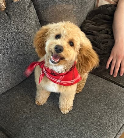 Adorable Pets