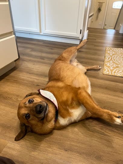 Poshy Paws