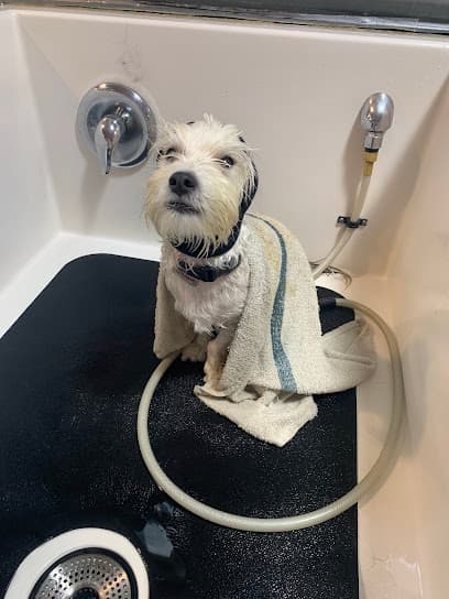Lather. A Pet Bathhouse