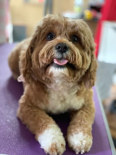 Dogs Day Bowtique Grooming Salon