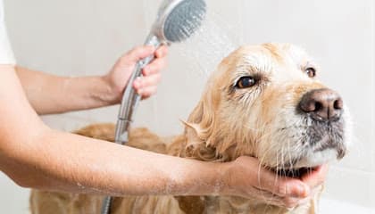 The Sudsy Puppy