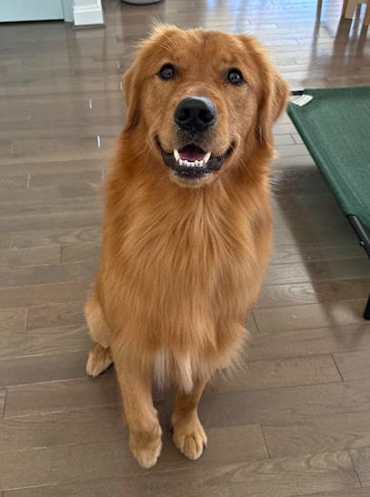 The Dog Haus Grooming