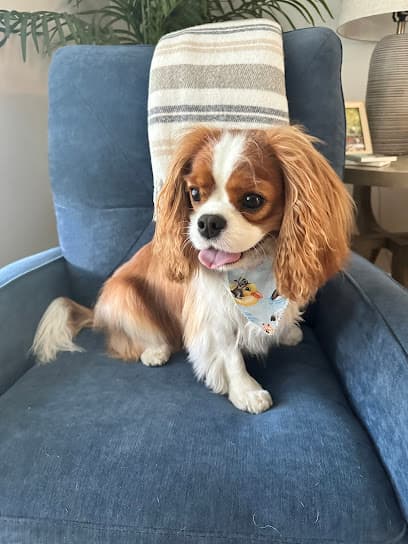 Ooh La La a Dog Spa