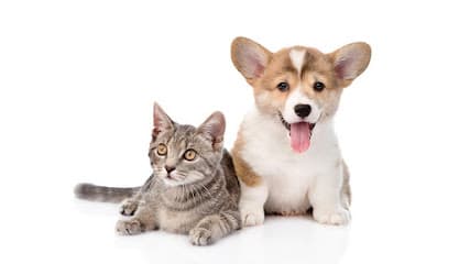 Lucky-3 Dog & Cat Grooming
