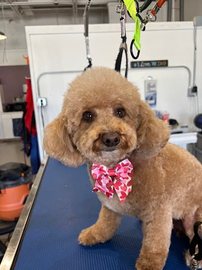 A Decked Out Pet