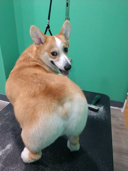 Alpha Dog Grooming Services