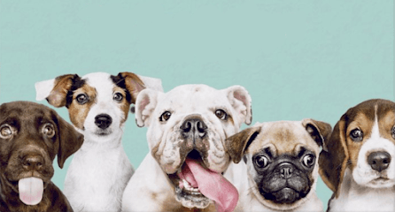 Pooches & Smooches