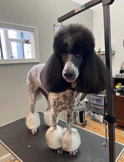 Platinum Pooch Grooming & International Dog Spa - Old Brooklyn