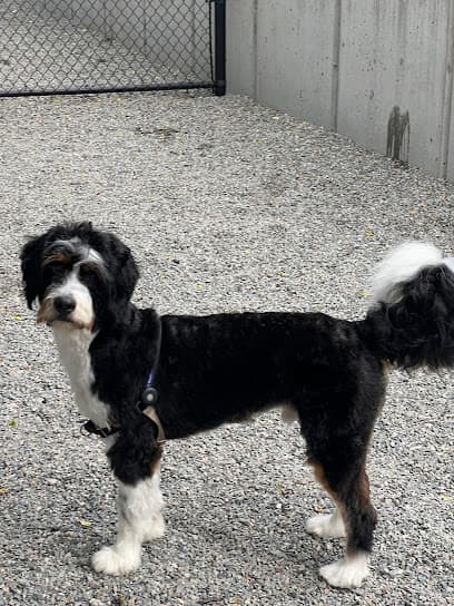 Kelly's Underground Dog Grooming