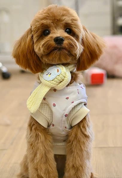 Pet Story NY