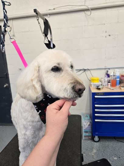 PAWsitive Vibes Dog grooming